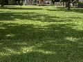 Carpetgrass / Axonopus compressus